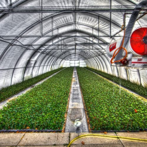 solutions-greenhouse