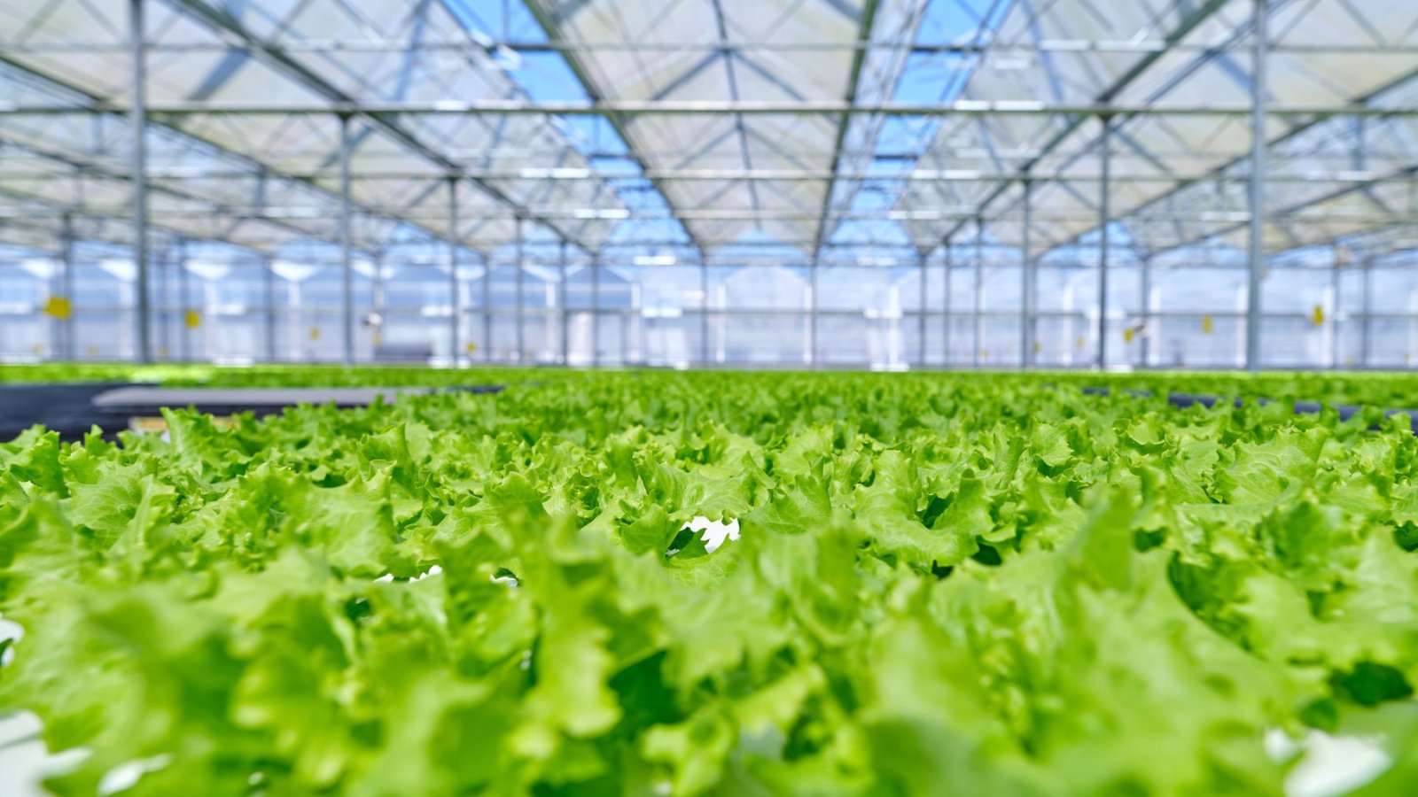 solutions-greenhouse-2 solutions-greenhouse-2