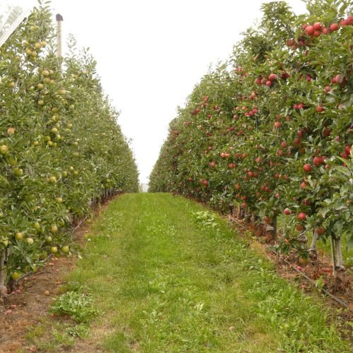 solutions-orchard